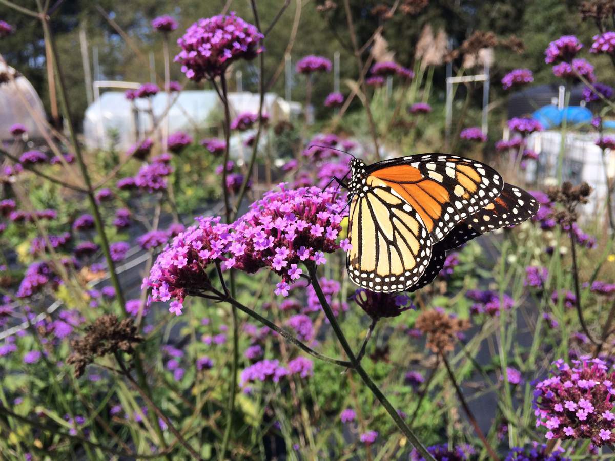 Butterfly Sanctuary Project - Cutting Edge Solutions