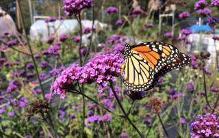 Monarch butterfly on milkweed flowers in field